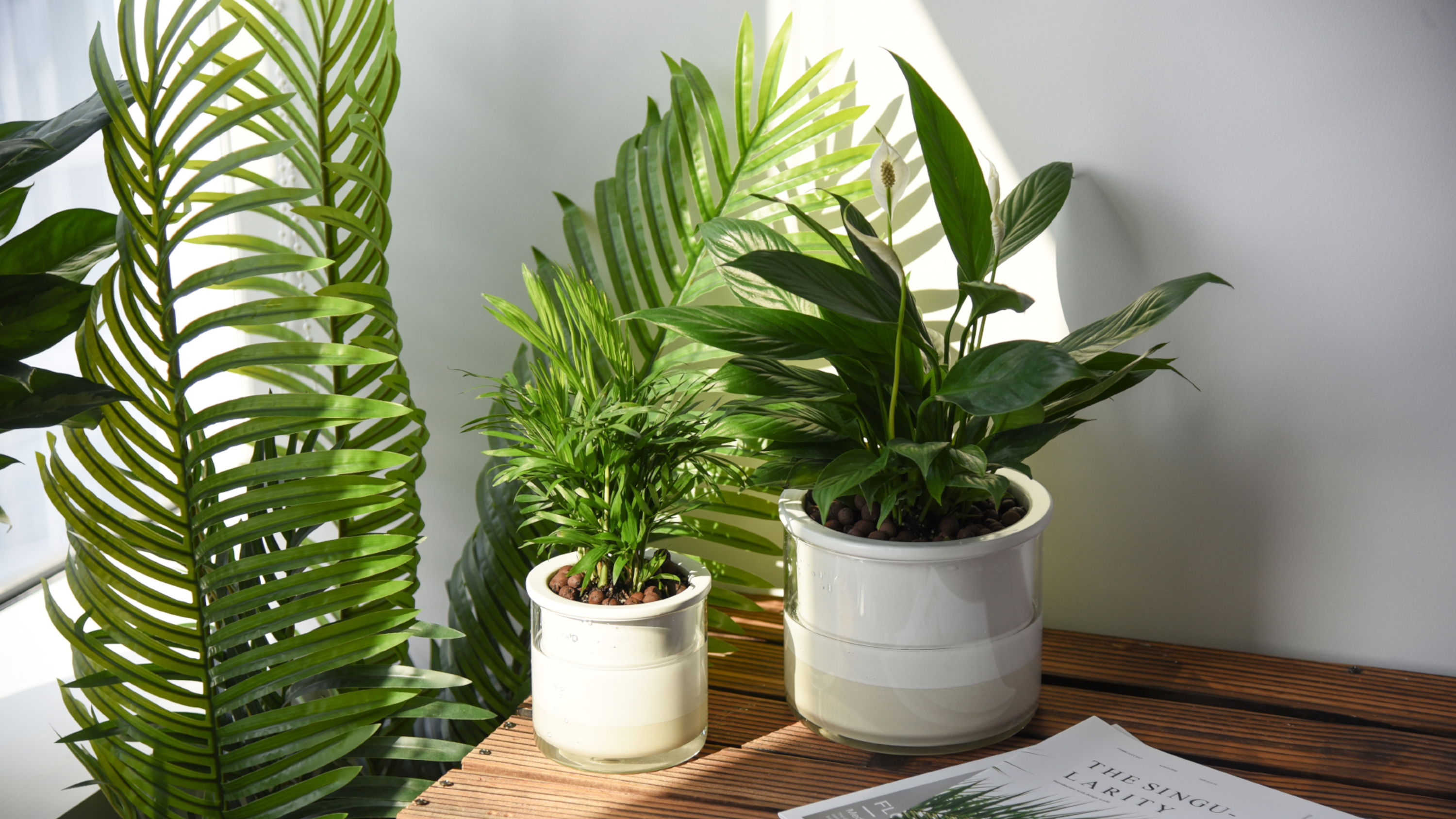 Amazon.com : Phoenix Vine 6 Inch 4 Inch Self Watering Planter Pots